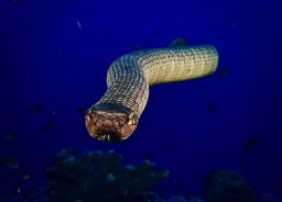 face to face with a sea snake 2021 09 01 09 24 45 utc scaled e1646861329943