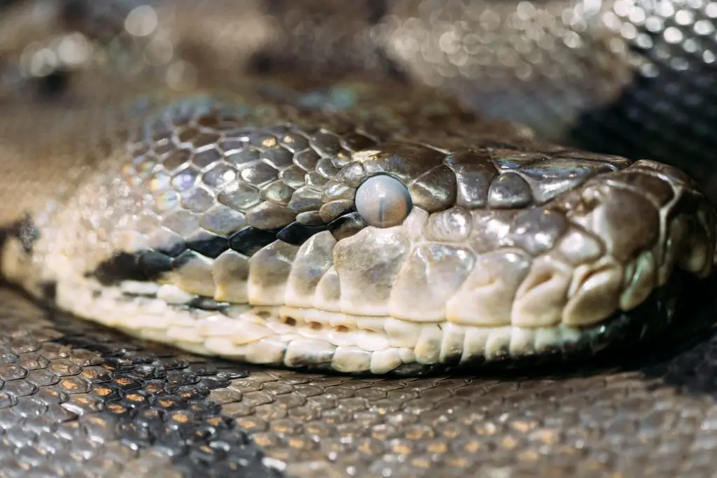 Can a Ferret Kill a Snake? ???? 2 frontal side view of the head snake 2021 08 26 17 32 11 utc