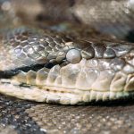 frontal side view of the head snake 2021 08 26 17 32 11 utc