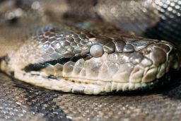 frontal side view of the head snake 2021 08 26 17 32 11 utc scaled e1646603001432