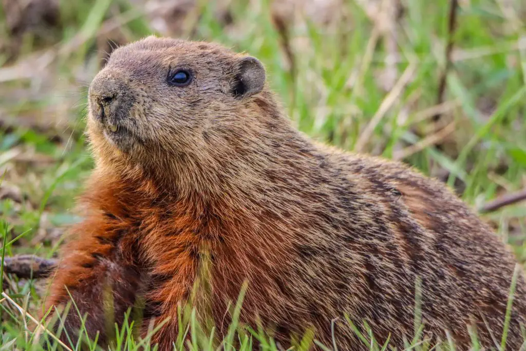 groundhog in the grass 2021 10 24 17 26 35 utc