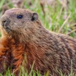 groundhog in the grass 2021 10 24 17 26 35 utc
