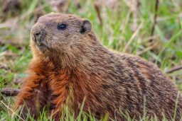 groundhog in the grass 2021 10 24 17 26 35 utc scaled e1646600234228