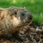 groundhog popping out of his hole 2021 08 26 16 21 31 utc
