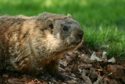 groundhog popping out of his hole 2021 08 26 16 21 31 utc scaled e1646601384938