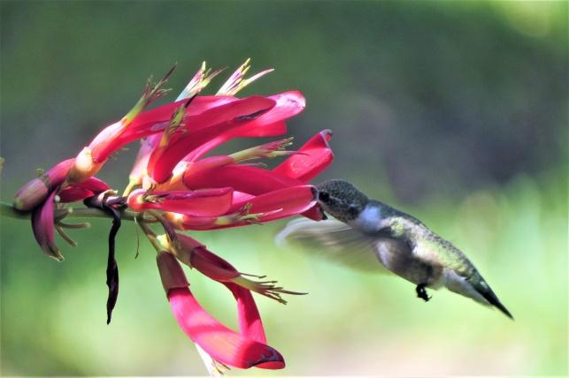 Do Hummingbirds Migrate In Winter? 4 image 1