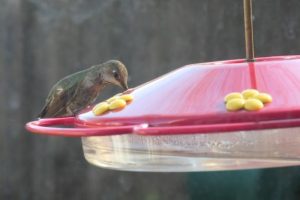 10 Ways to Attract Hummingbirds And Where To Place a Nest. 3 image 10 e1648754884275