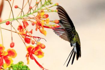 10 Ways to Attract Hummingbirds And Where To Place a Nest. 4 image 11 e1648755177491