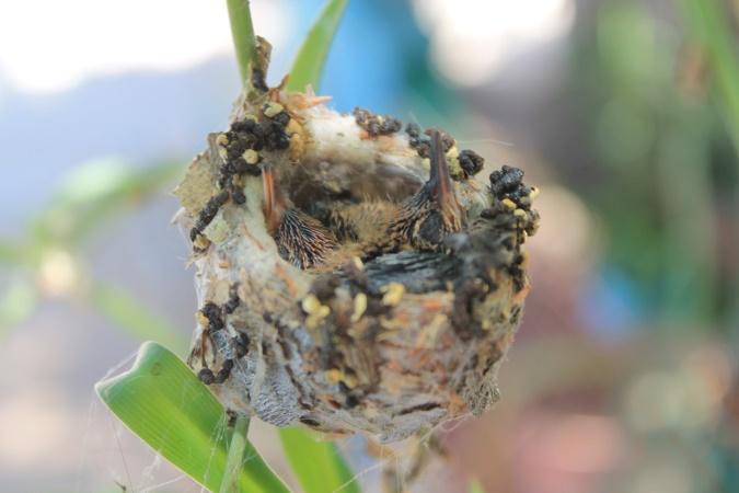 10 Ways to Attract Hummingbirds And Where To Place a Nest. 6 image 13