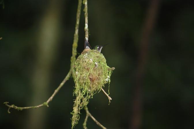 10 Ways to Attract Hummingbirds And Where To Place a Nest. 7 image 14