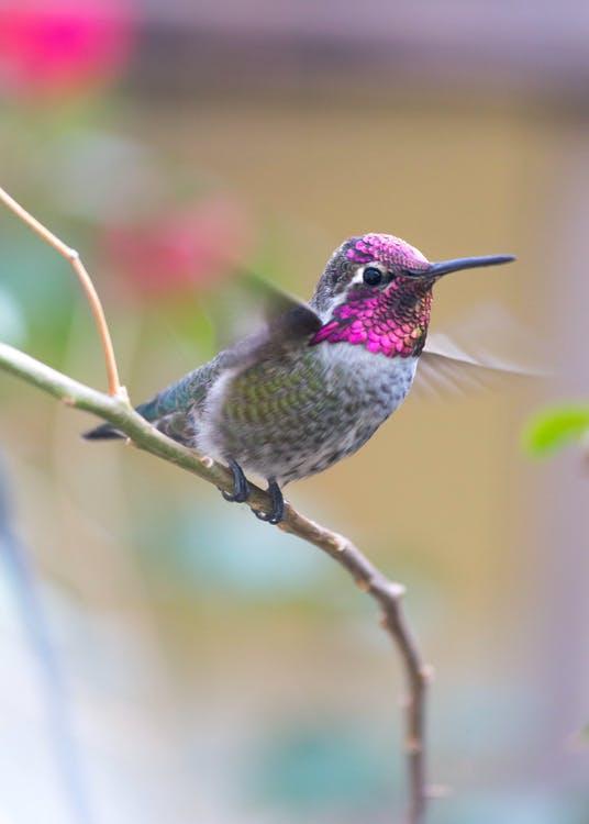 Where Do Hummingbirds Go In Winter? 2 image 15