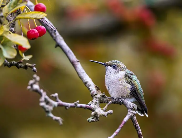 Where Do Hummingbirds Go In Winter? 3 image 16