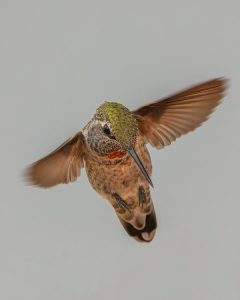 Where Do Hummingbirds Go In Winter? 4 image 17 e1648758344469