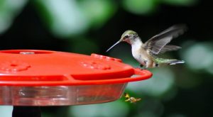 Where Do Hummingbirds Go at Night? 3 image 18