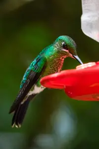 How To Get a Hummingbird To Trust You 3 image 2 e1648749822159