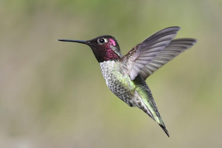 Do Hummingbirds Migrate In Winter? 5 image 2