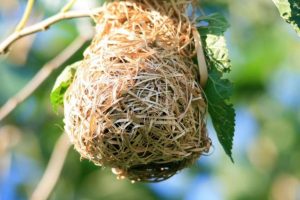 Where To Hang a Hummingbird House? 3 image 20 e1648760758799