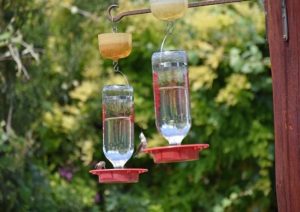 Where Is The Best Place To Hang a Hummingbird Feeder? 3 image 24