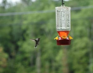 Where Is The Best Place To Hang a Hummingbird Feeder? 4 image 25