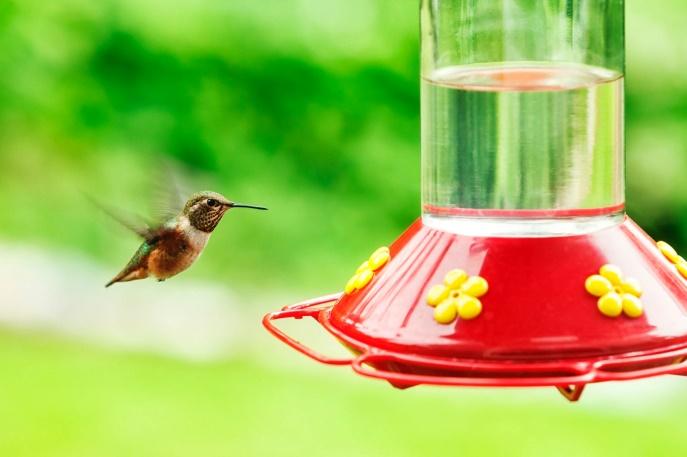 Where Is The Best Place To Hang a Hummingbird Feeder? 5 image 26