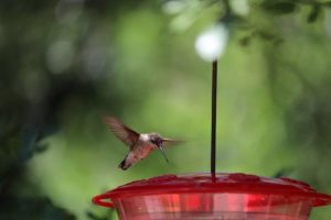 Where Is The Best Place To Hang a Hummingbird Feeder? 6 image 27