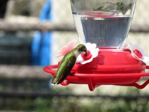 Where Is The Best Place To Hang a Hummingbird Feeder? 7 image 28