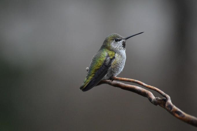 Do Hummingbirds Migrate In Winter? 6 image 3