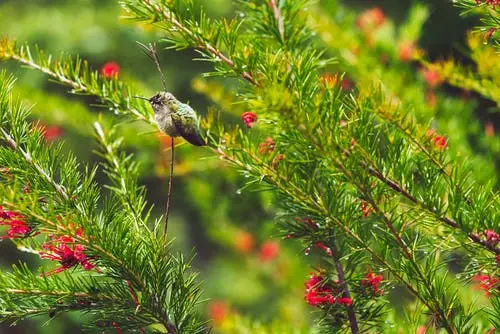 Where Do Hummingbirds Go at Night? 2 image 3