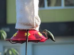 Should You Leave Hummingbird Feeders Out In Winter? 2 image 31