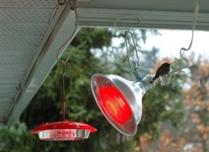 Should You Leave Hummingbird Feeders Out In Winter? 3 image 32