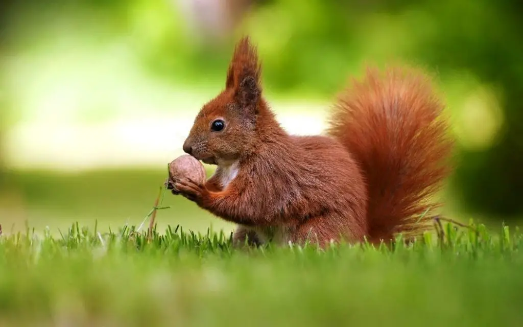 What Is The Best Way To Repel Squirrels? 2 image 33