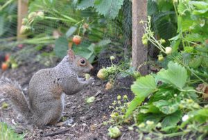 What Is The Best Way To Repel Squirrels? 3 image 34