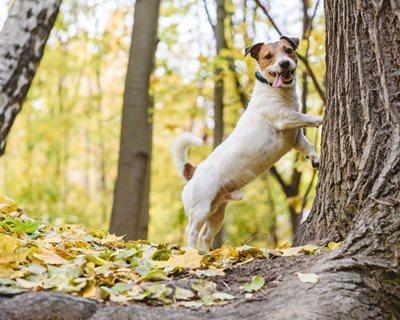 What Is The Best Way To Repel Squirrels? 5 image 36