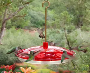 Where Is The Best Place To Hang a Hummingbird Feeder? 2 image 4