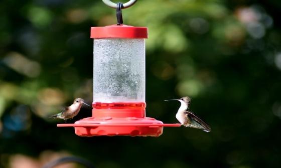Do Hummingbirds Migrate In Winter? 8 image 4