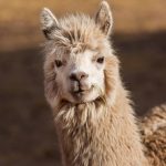 llama