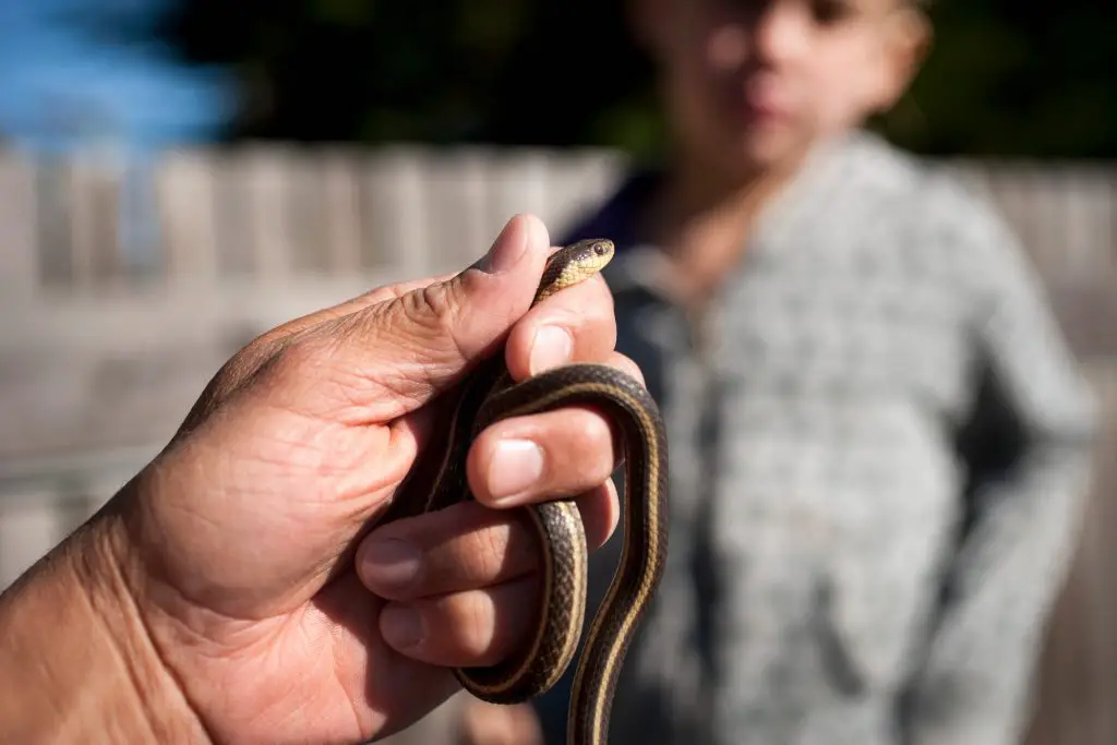 Can an Injured Snake Survive ???? 2 man holding snake 2021 11 11 00 53 06 utc