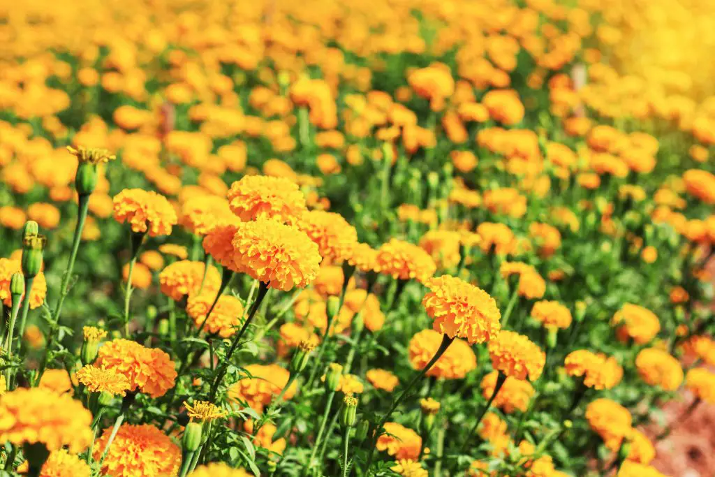 Which Plants Keep Snakes Away? ???? 2 marigolds in the garden