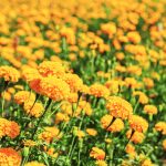 marigolds in the garden