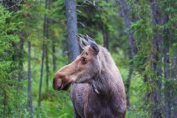 Do Both Male And Female Moose Have Antlers? 2 moose 2021 08 26 23 02 39 utc scaled e1647298401277