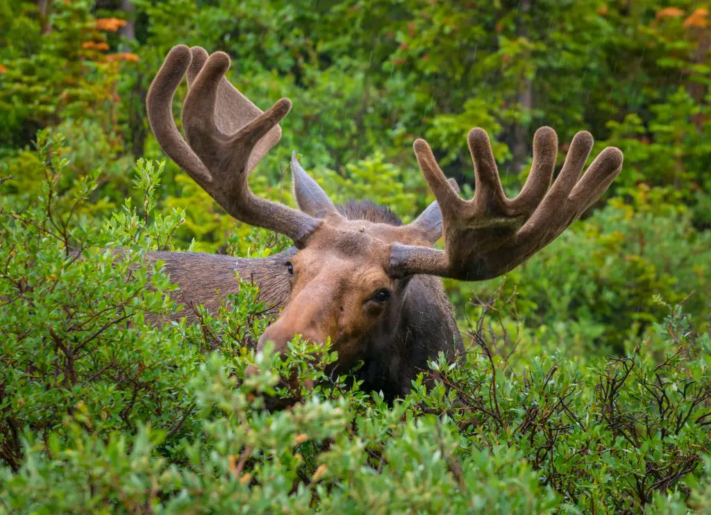 Do Both Male And Female Moose Have Antlers? 3 moose close up near long lake trail colorado