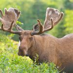 moose in velvet