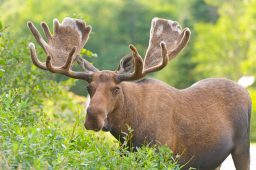 moose in velvet scaled e1647298141346