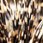 porcupine 2021 08 29 08 39 53 utc