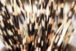 porcupine 2021 08 29 08 39 53 utc scaled e1647125155177
