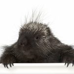 portrait of north american porcupine erethizon