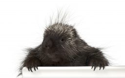 portrait of north american porcupine erethizon scaled e1647125084743