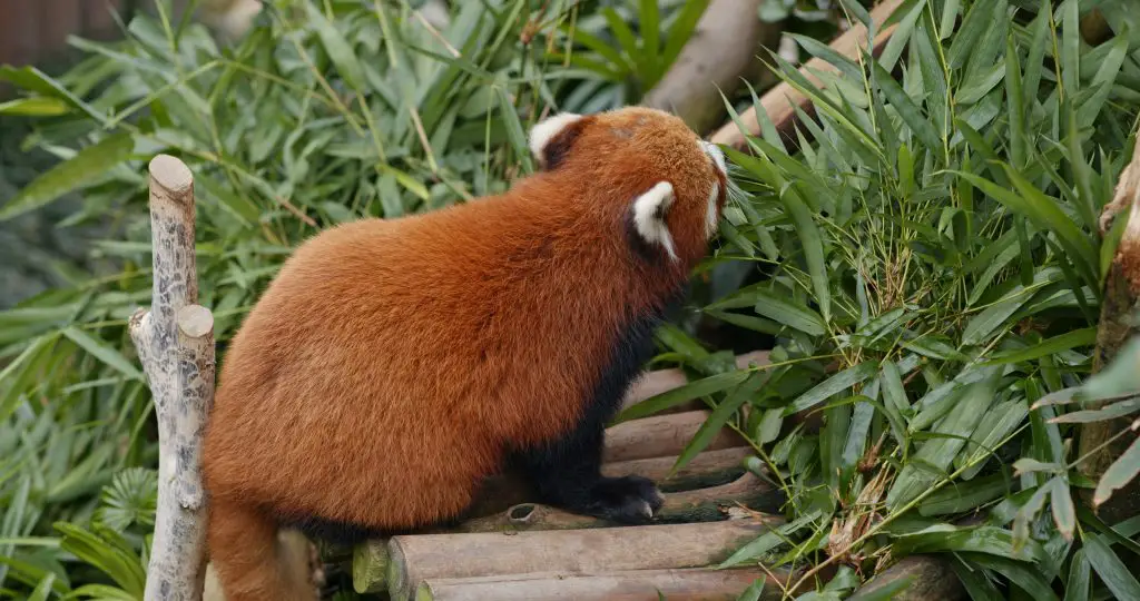 Do Red Pandas Only Eat Bamboo? (Or do they eat something else)? 2 red panda eat bamboo