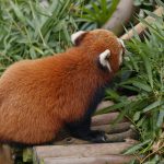 red panda eat bamboo