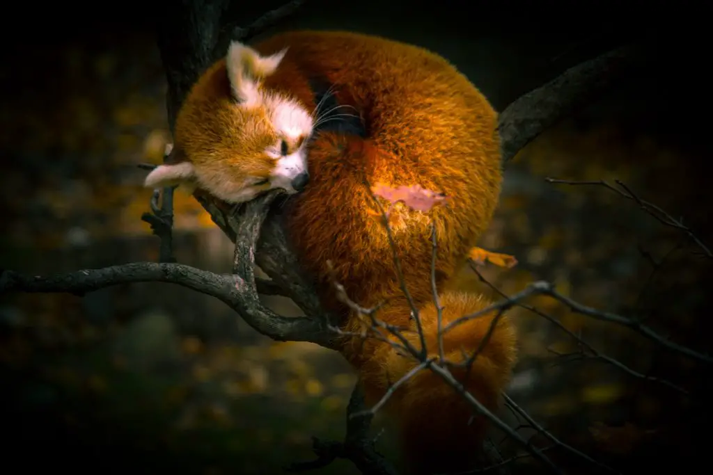 How Do Red Pandas Sleep? Are They Nocturnal? 2 sleeping red panda